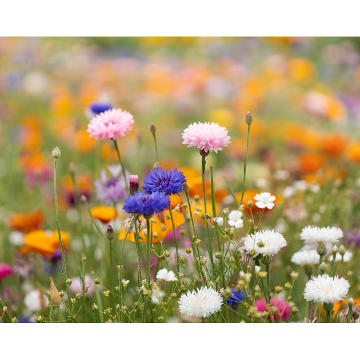 DIN A6 Wildblumen-Samenpapier