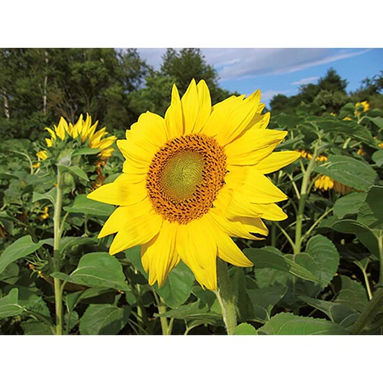 Logo-Töpfchen Überreichverpackung mit Samen - Sonnenblume