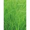 Tontöpfchen-Blume mit Samen - Gras inkl. Tampondruck