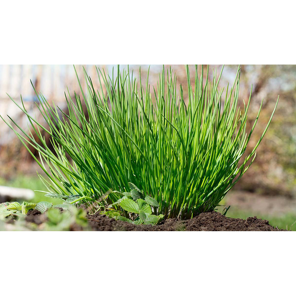 Tontöpfchen-Blume mit Samen - Schnittlauch inkl. Tampondruck