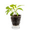 Caffeino-Glas mit Samen - Sonnenblume