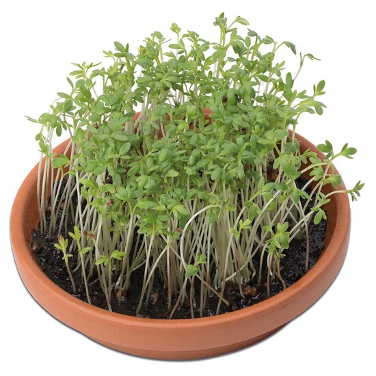 Vitamin-Schale - Kresse