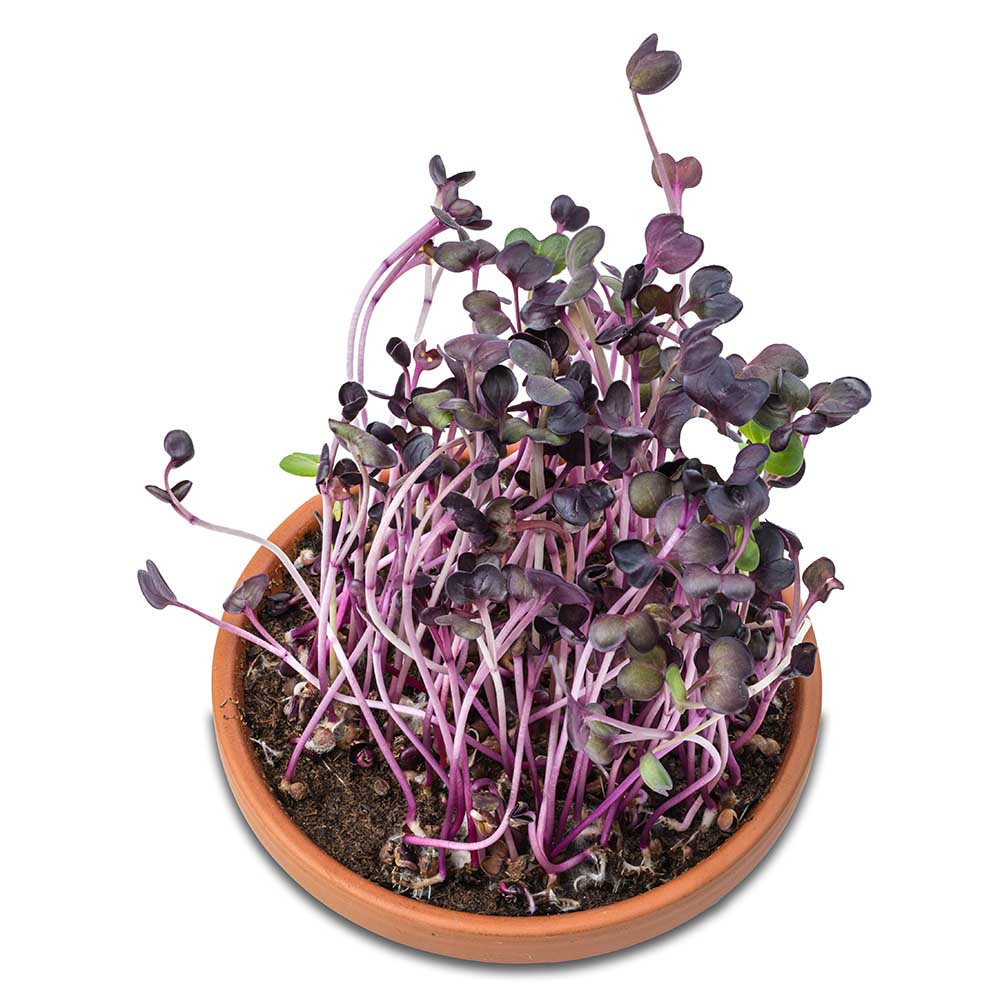 Vitamin-Schale - Radies Sango