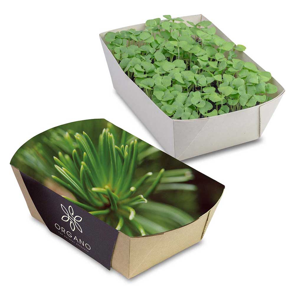 Pflanz-Schale mit Samen - Fichte