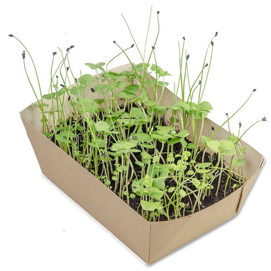 Pflanz-Schale mit Samen - Fichte