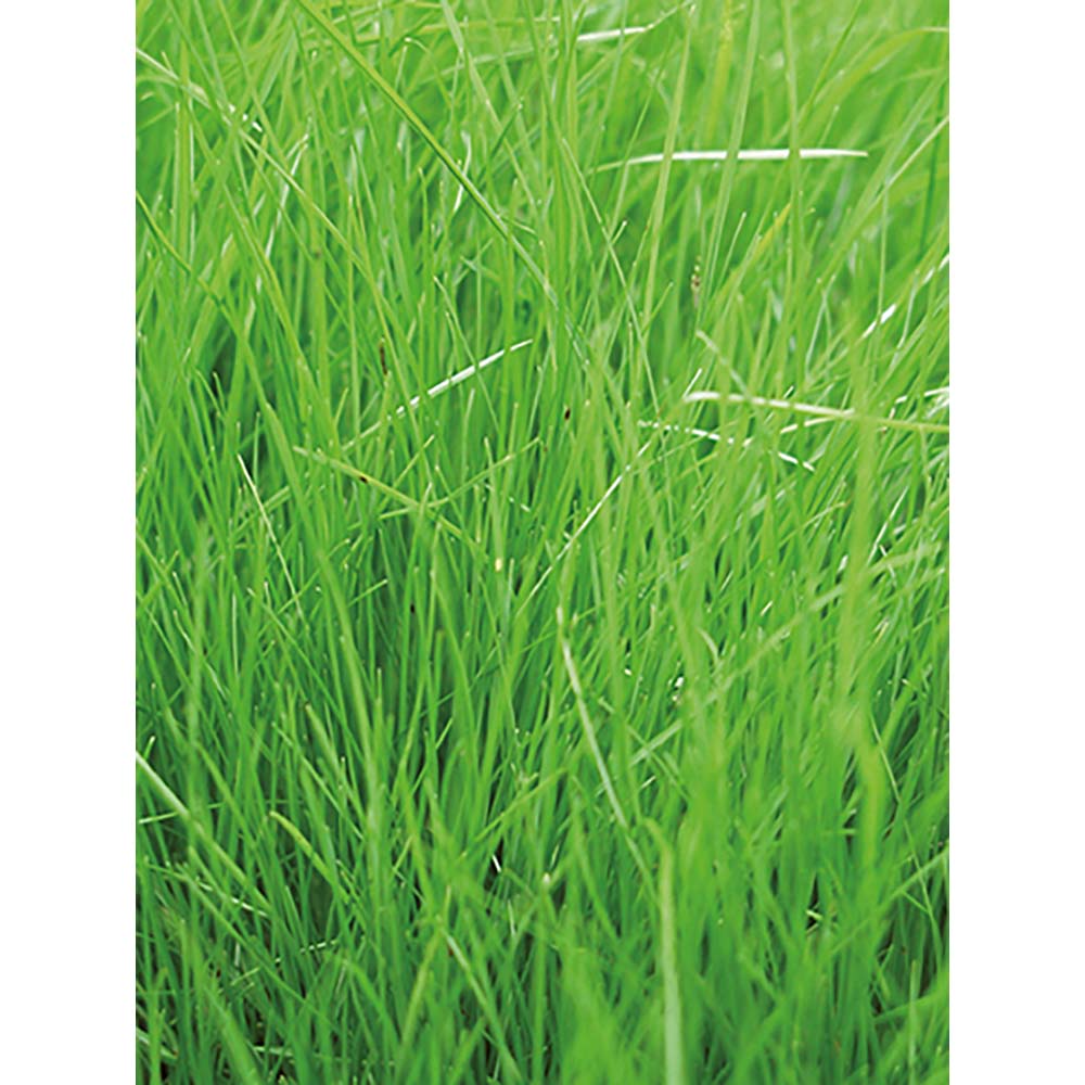 Pflanz-Holz Maxi mit Samen - Gras, 1 Seite gelasert