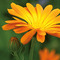 Pflanz-Holz Büro mit Samen - Ringelblume