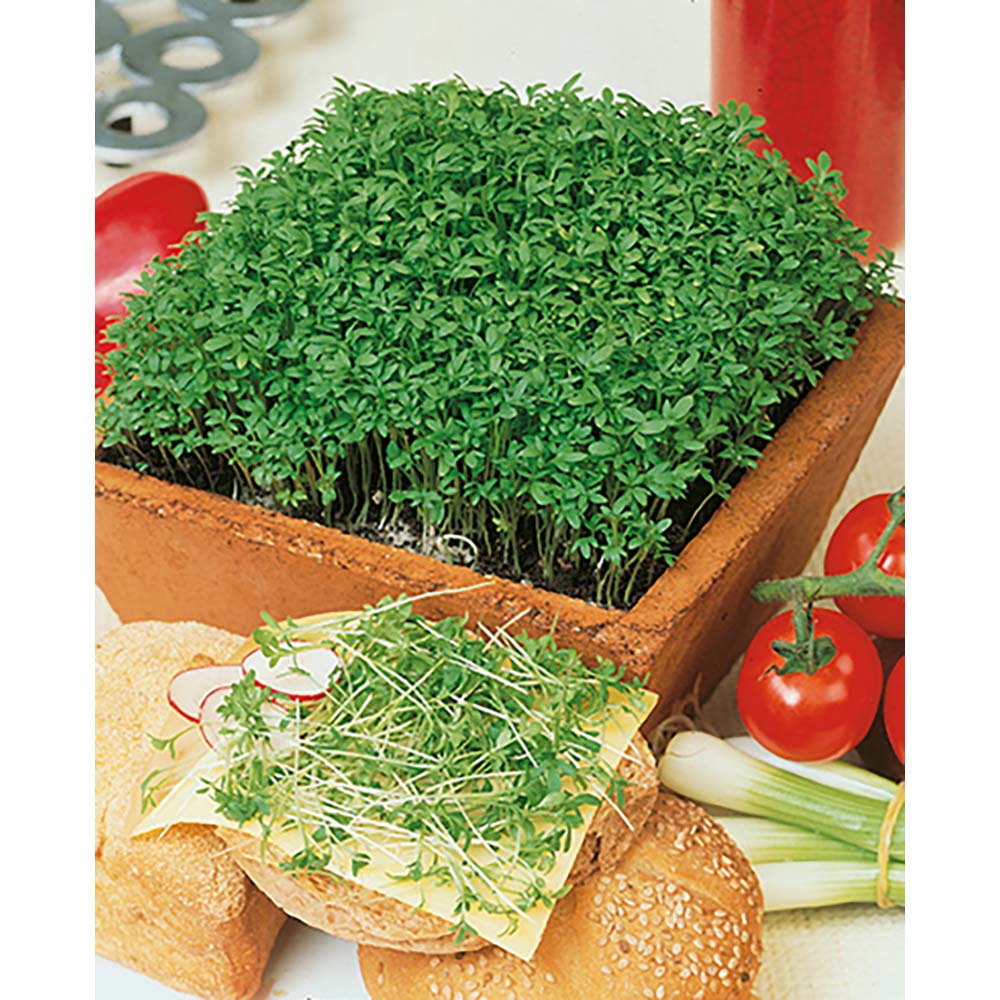 Pflanz-Holz Star-Box mit Samen - Gartenkresse, 1 Seite gelasert