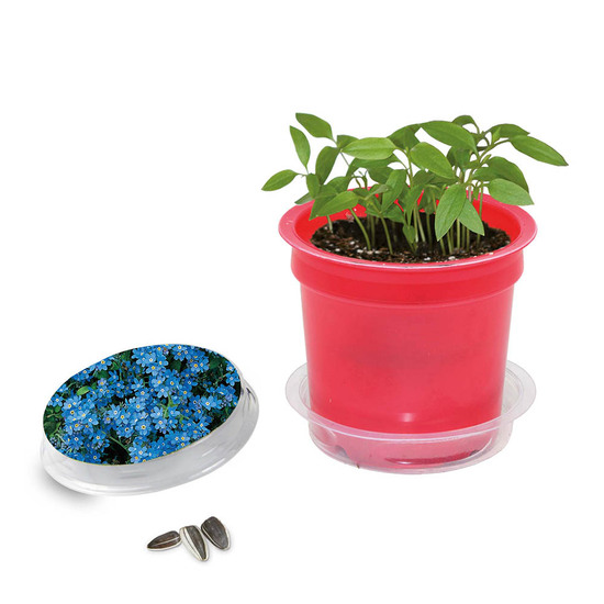 Florero-Töpfchen mit Samen - rot - Vergissmeinnicht