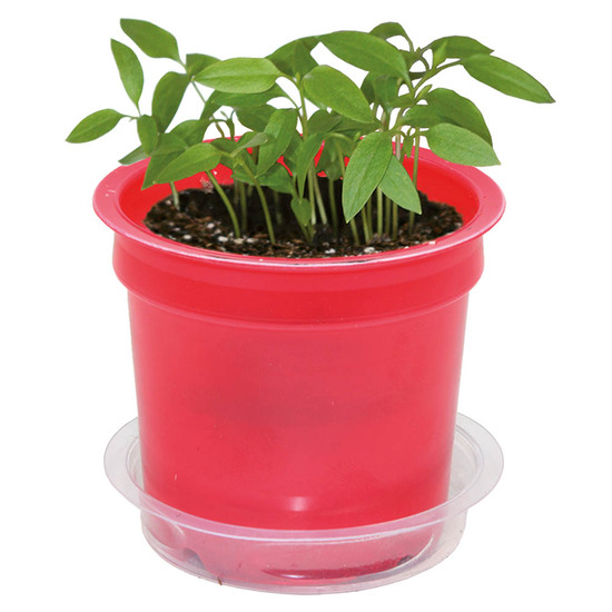 Florero-Töpfchen mit Samen - rot - Vergissmeinnicht